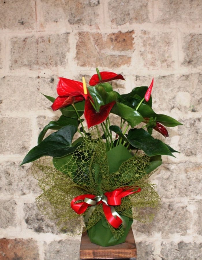 Anthurium