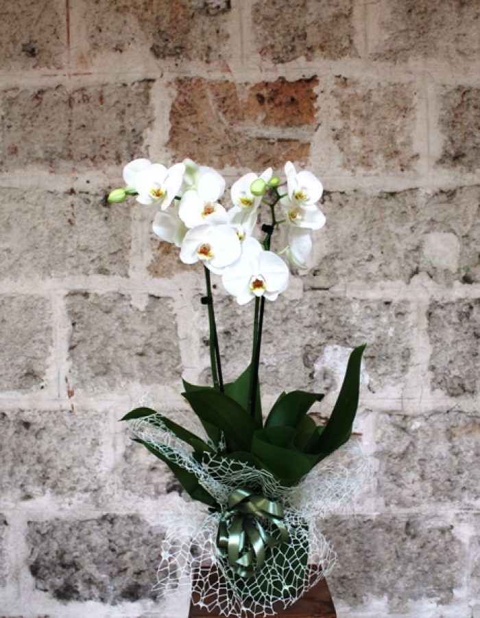 Orchidea