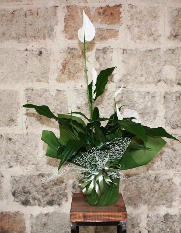 Spathiphyllum